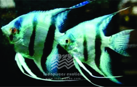 Pterophyllum Scalare